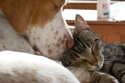 How can I make moving day less stressful for my pets